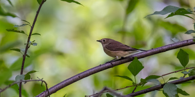 北红尾鸲（Phoenicurus auroreus）