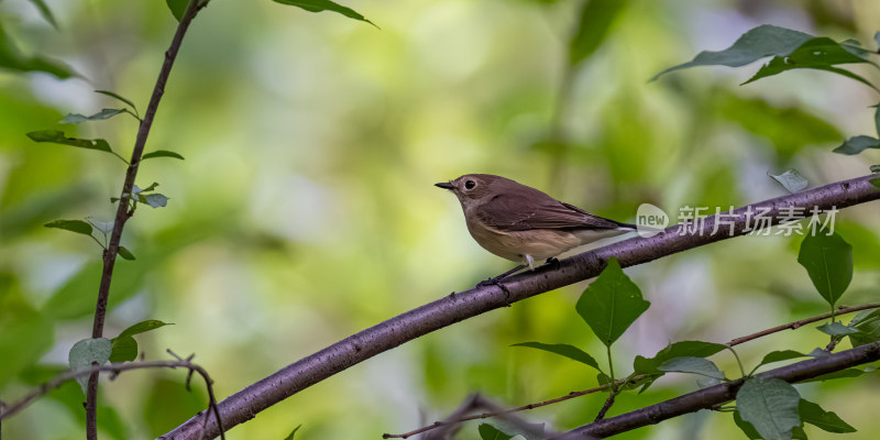 北红尾鸲（Phoenicurus auroreus）