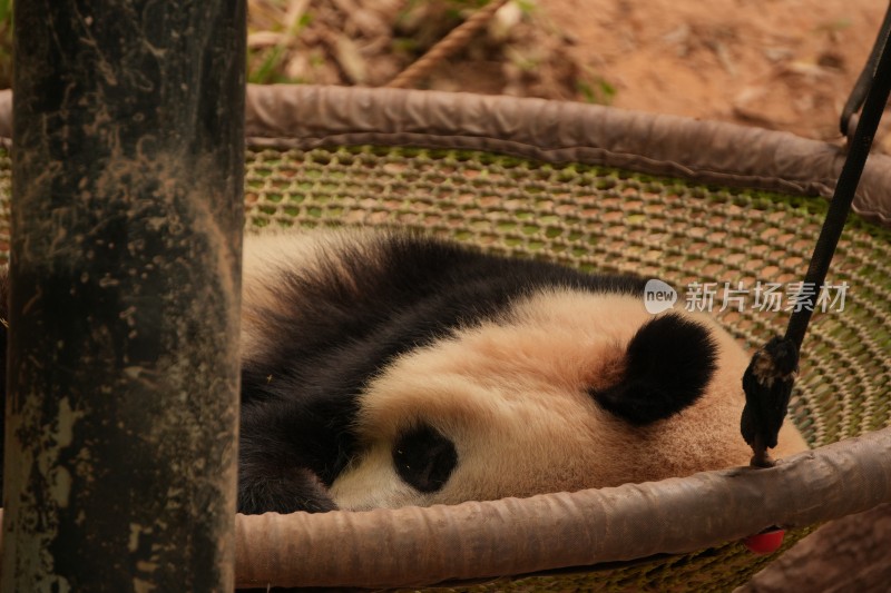 熊猫躺着憨态可掬地睡觉