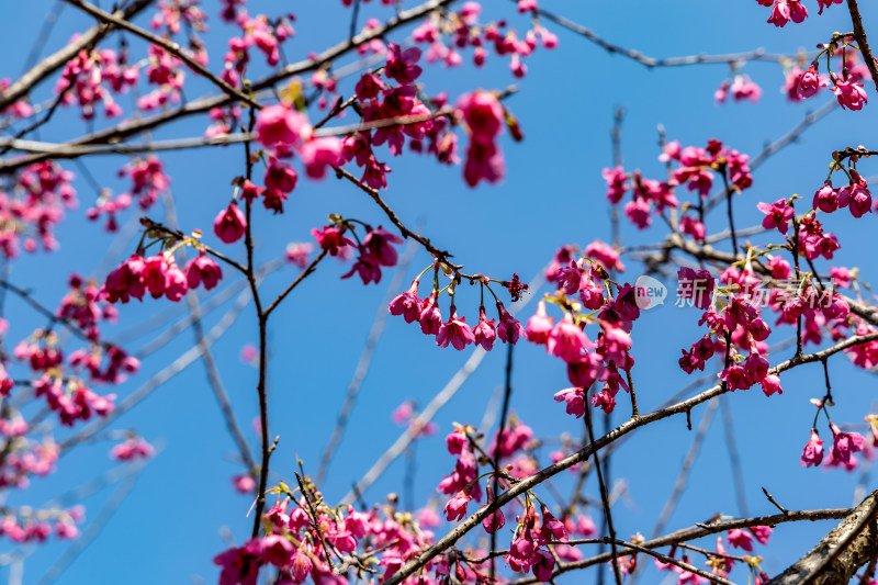 樱花、绯樱