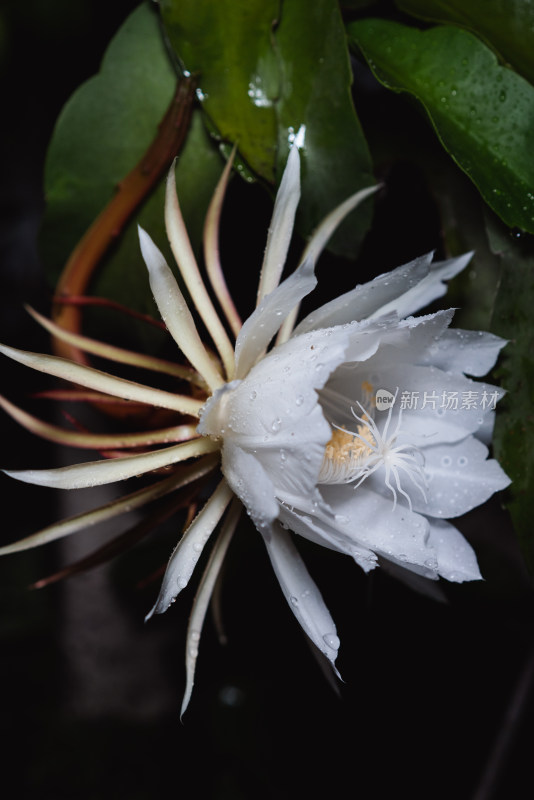 雨夜昙花开放特写镜头