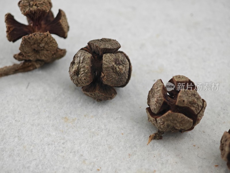 干制植物足球果果实微距特写