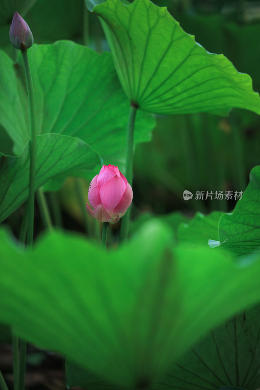 荷花和花苞