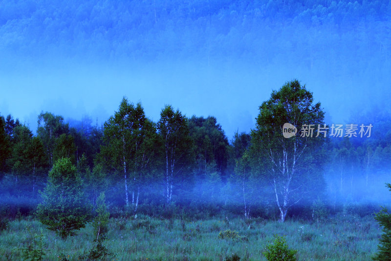 夜雾笼罩的蓝调森林景观