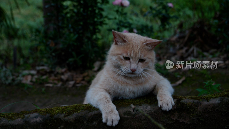 表情丰富的橘猫