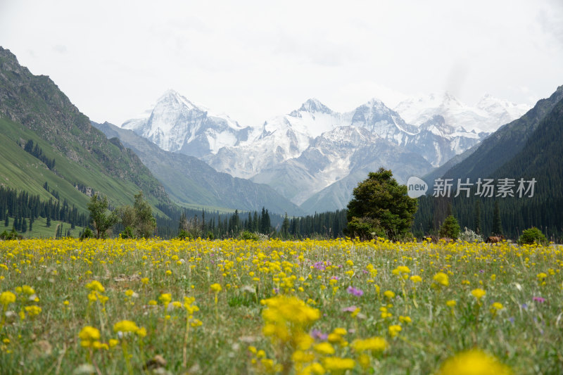 夏塔雪山花海