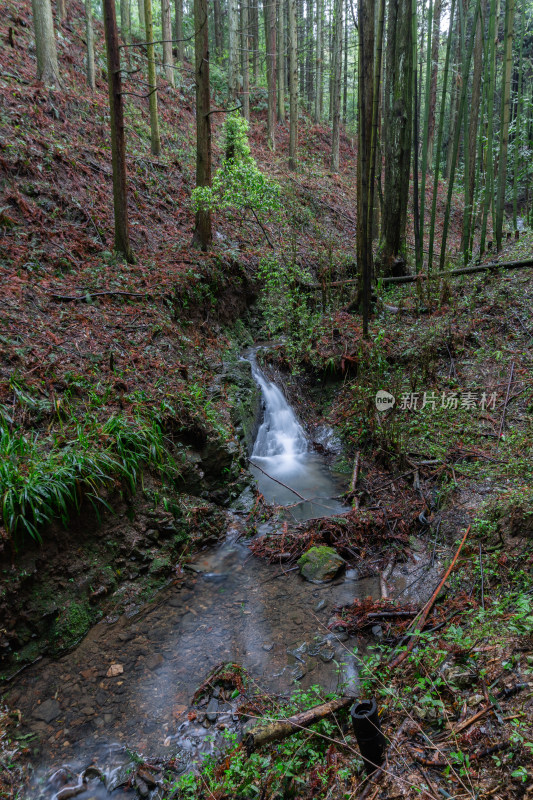 贵州高原竹林风景风光素材