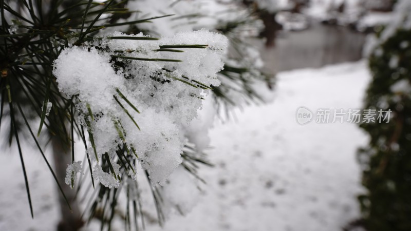 雪中的松针