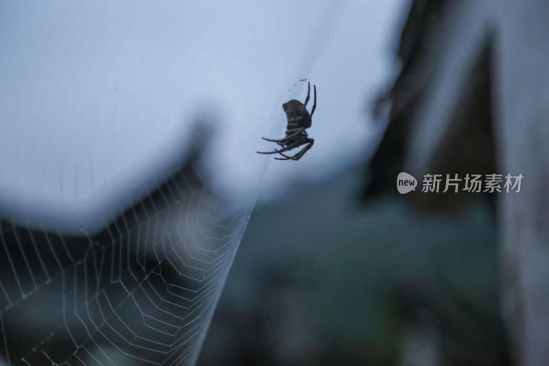 清晨的蜘蛛网