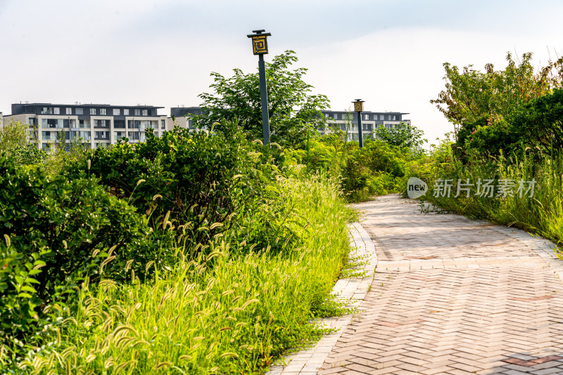 邹城中央公园城市绿植景观