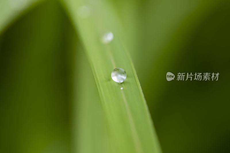 叶子上的水珠露水雨珠特写