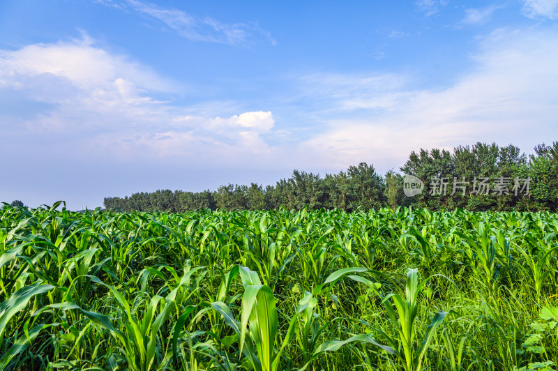 夏天阳光下生长的绿色玉米地农作物田地