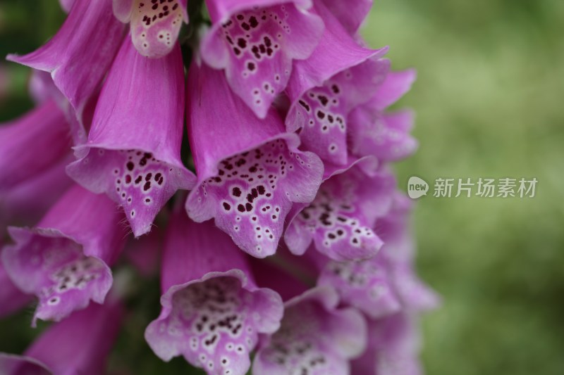 盛开的花朵