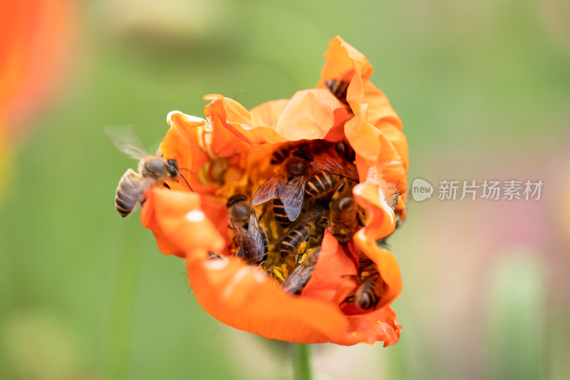 虞美人花朵与拥挤的小蜜蜂们采蜜
