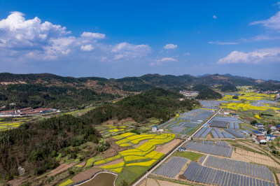 农业种植农田油菜花航拍图