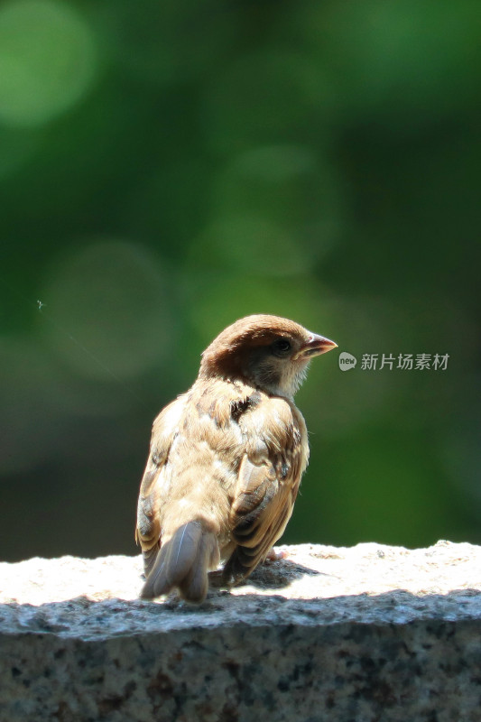 春天的麻雀 灵动的小鸟