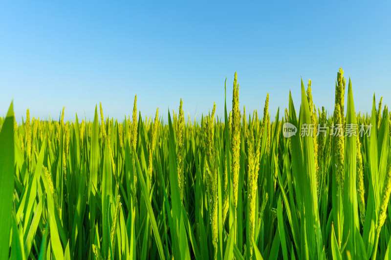 中国东北八月份大面积种植的水稻