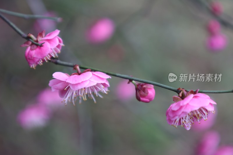 特写粉色绽放梅花