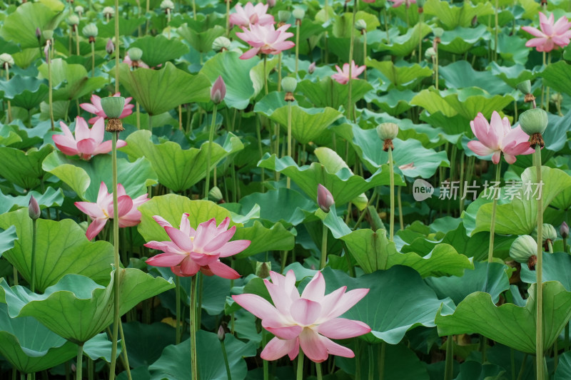 北京圆明园荷花