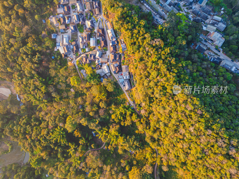 航拍被森林环绕的景迈山村庄全景