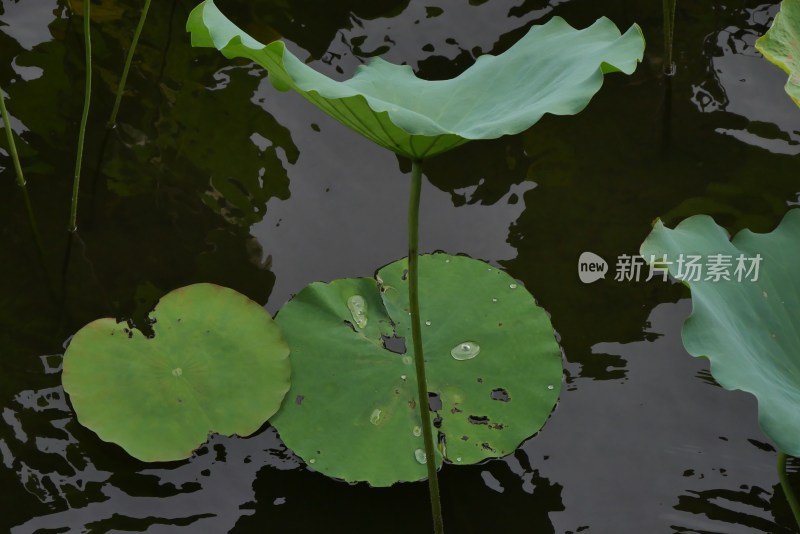 荷塘内的荷叶荷花