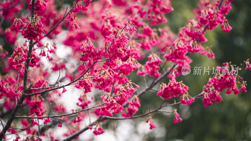 盛开的粉红色花朵特写