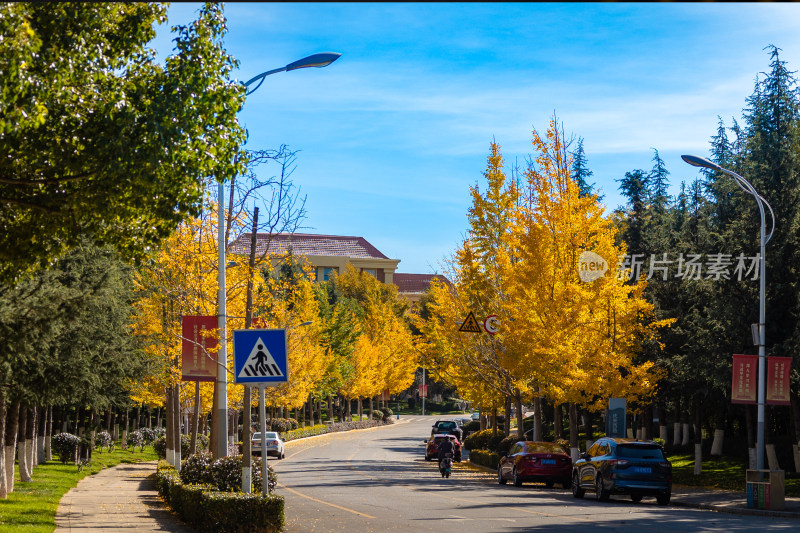 云南大学林荫道上的秋日街景与车辆行人