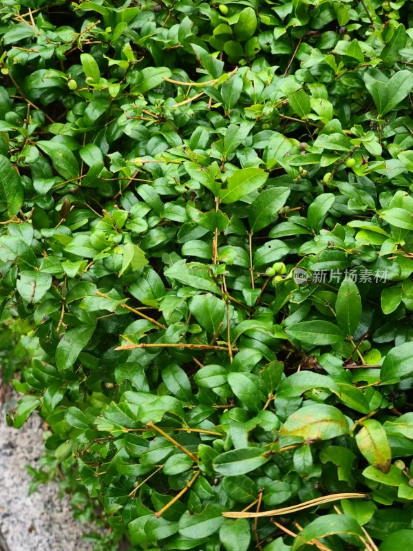 茂密绿色植物特写