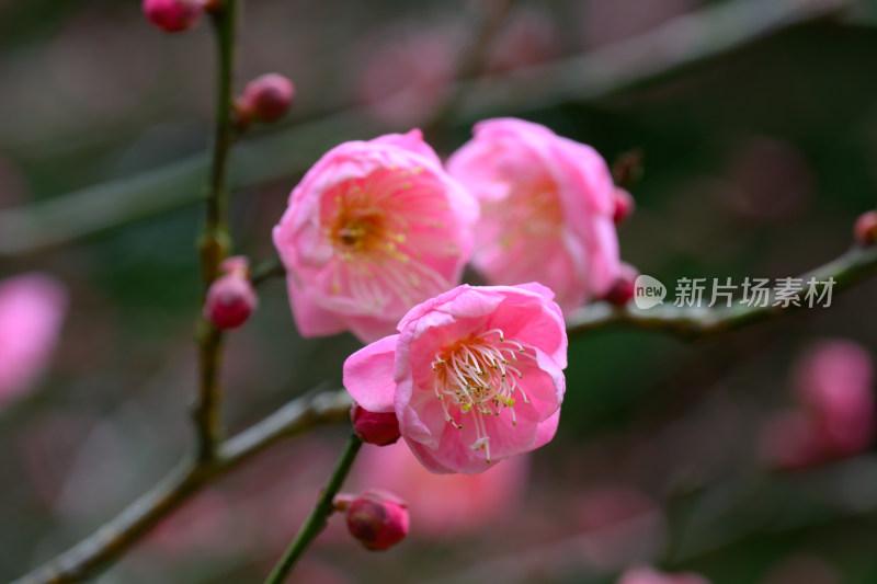 粉色梅花特写展示花蕊细节