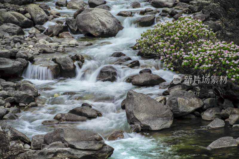 西藏杜鹃花风光