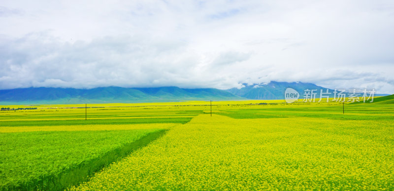 甘肃门源油菜花海