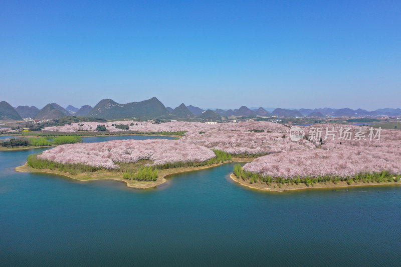 贵州平坝樱花   最美丽最梦幻的樱花园