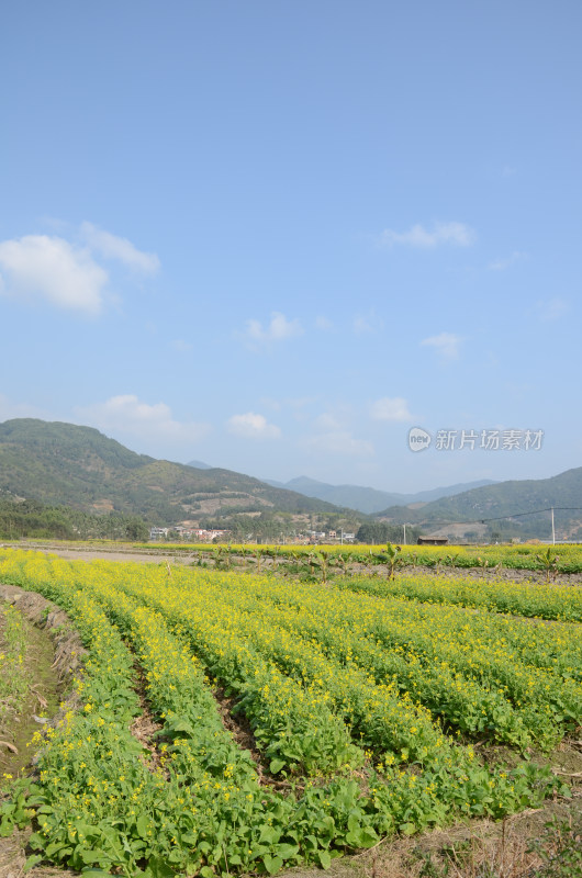 春天盛开的油菜花田