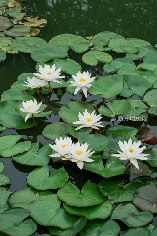 北京国家植物园睡莲