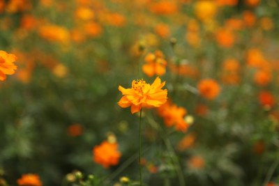 野菊花系列