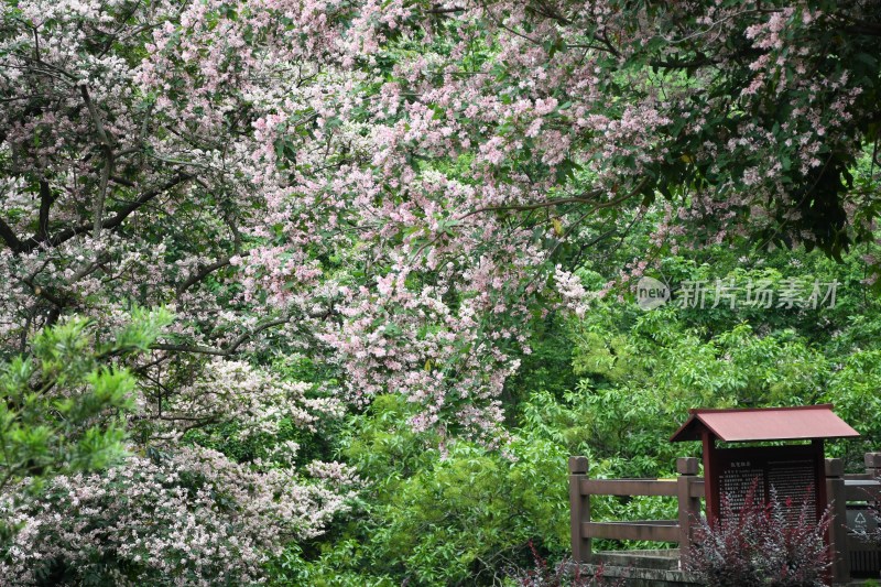 广东东莞：短萼仪花花开正盛