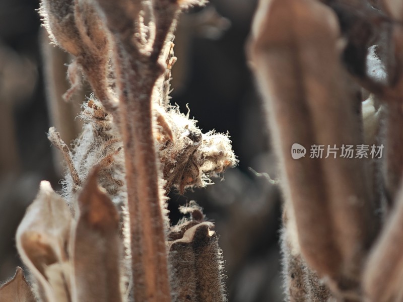 枯萎植物特写尽显秋日萧瑟之态