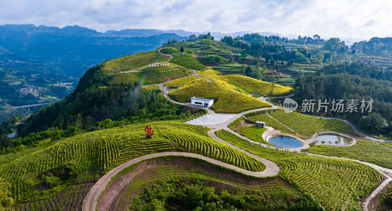 万亩茶园产业园区全景