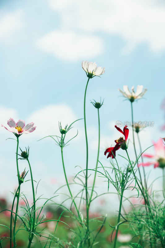 夏日格桑花