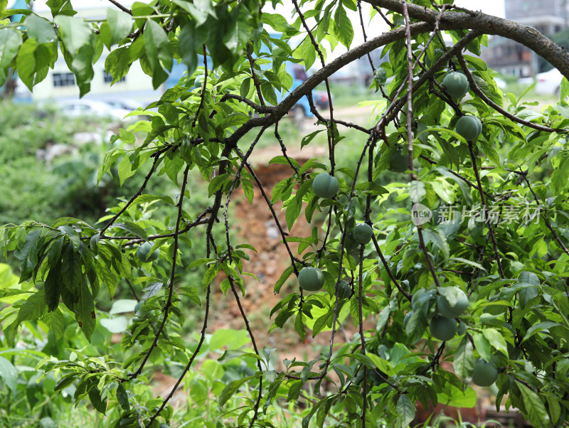 夏天大自然中的绿色果树和果实李子的风景