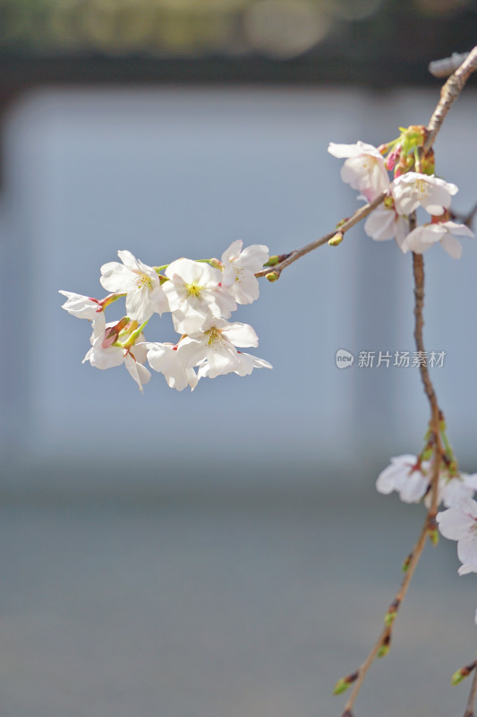 日本，川越喜多院，日式建筑与垂枝樱