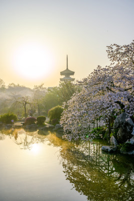 湖北武汉东湖樱园春季樱花与五重塔风光