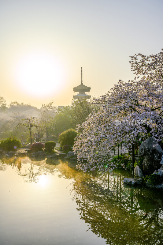 湖北武汉东湖樱园春季樱花与五重塔风光