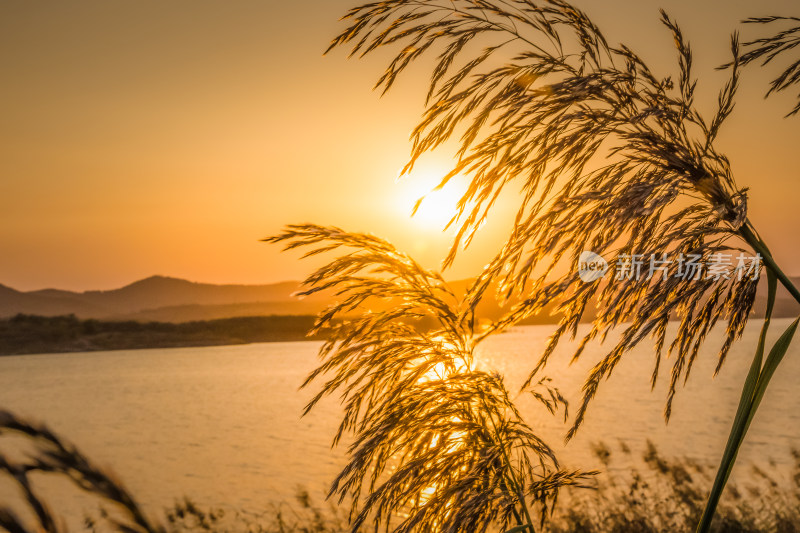 夕阳下河边芦苇荡自然风景