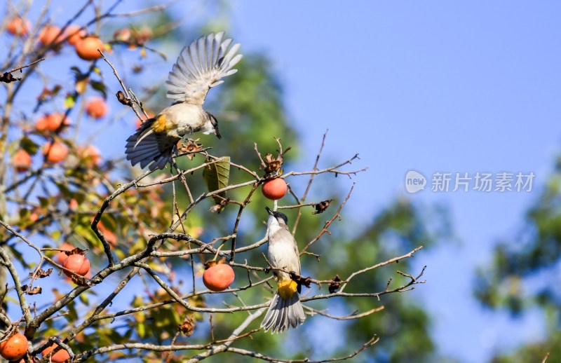 重庆酉阳：“灯笼”上的来客