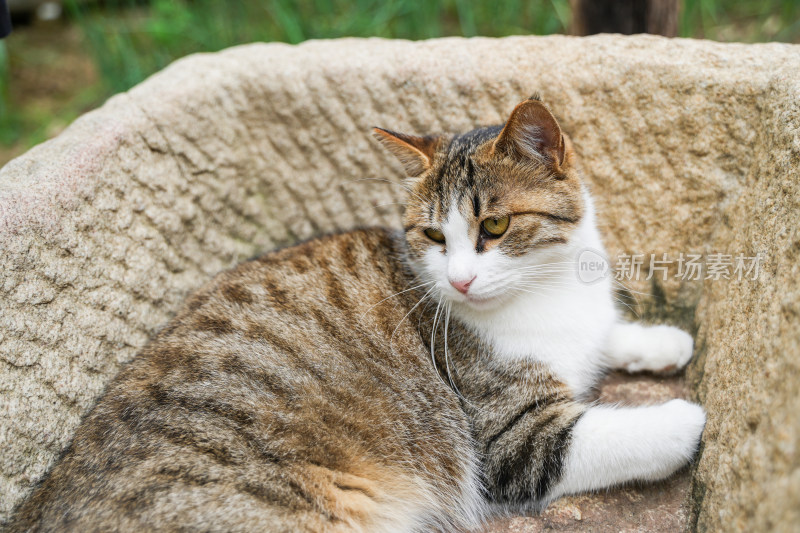 猫躺在石槽中休息简州猫