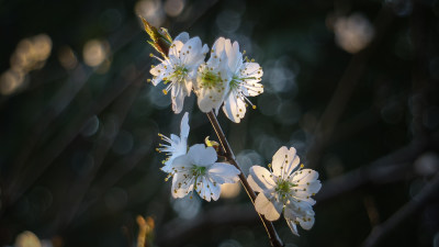 樱花特写镜头