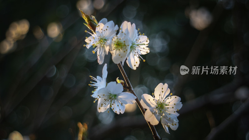 樱花特写镜头