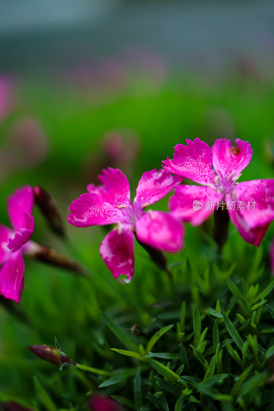 花园里的小红花 石竹