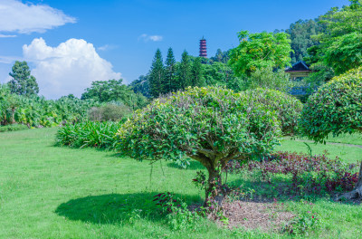 广州南沙蒲洲花园绿色草坪树林自然景观